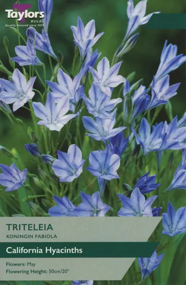 Triteleia koningin Fabiola