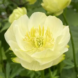 Trollius x cultorum 'Full Moon' 2L