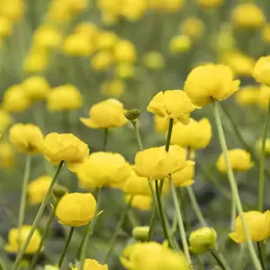 Trollius 'Lemon Queen' 1L