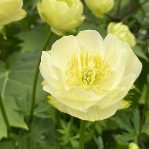Trollius x cultorum ‘New Moon’ - image 2