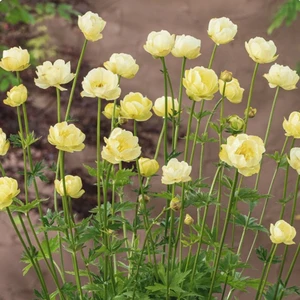 Image Credit: Fairweather's Nursery