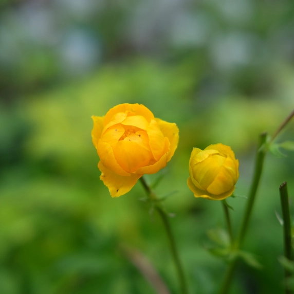 Trollius x cultorum 'Orange Globe'