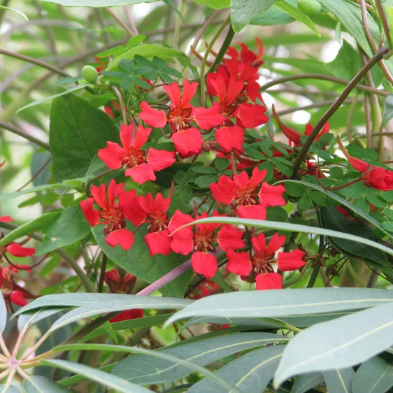 Image Credit: Peganum, Small Dole, England - Tropaeolum speciosum, CC BY-SA 2.0
