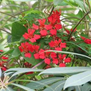 Image Credit: Peganum, Small Dole, England - Tropaeolum speciosum, CC BY-SA 2.0