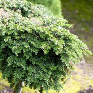 Tsuga canadensis 12L - image 1