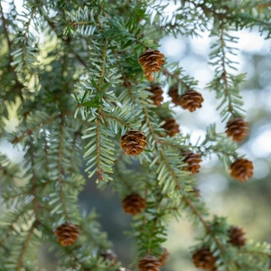 Tsuga canadensis 12L - image 2