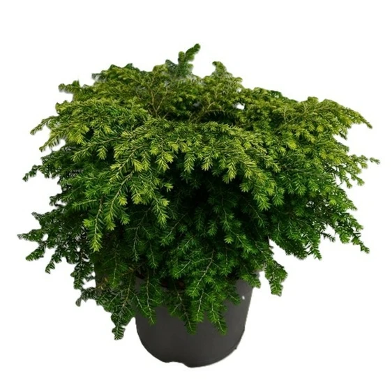 Tsuga canadensis 'Green Globe' - image 1