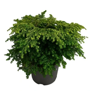 Tsuga canadensis 'Green Globe' - image 1