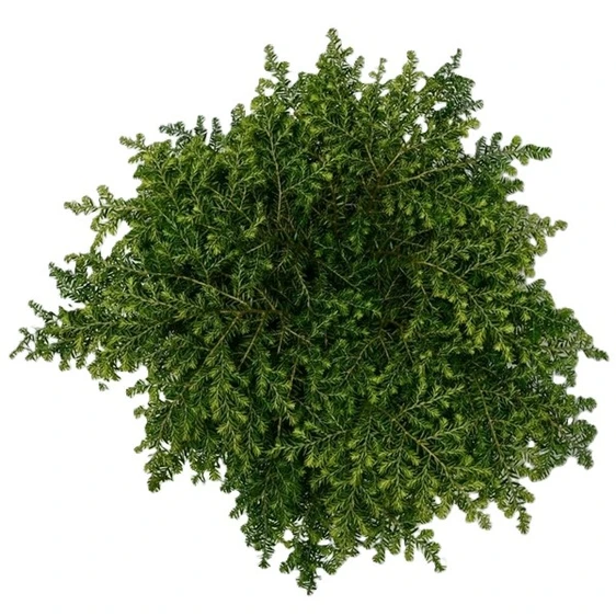 Tsuga canadensis 'Green Globe' - image 2
