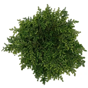 Tsuga canadensis 'Green Globe' - image 2