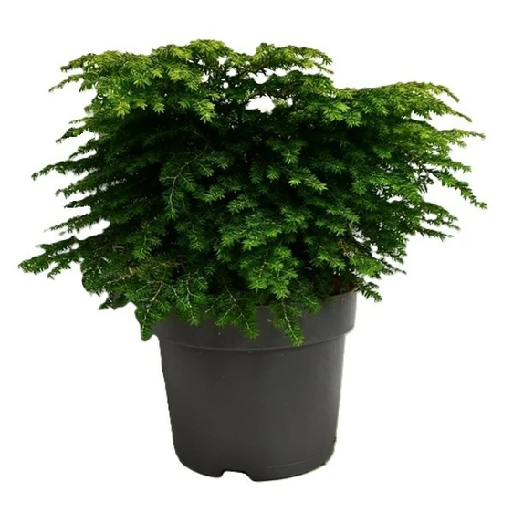Tsuga canadensis 'Green Globe' - image 3