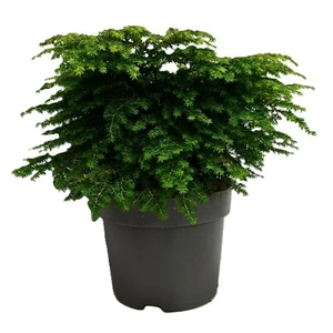 Tsuga canadensis 'Green Globe' - image 3