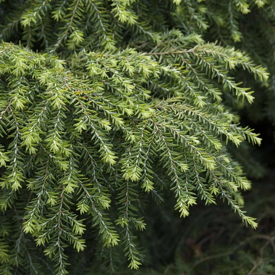 Tsuga canadensis 'Jeddeloh'