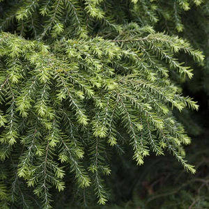 Tsuga canadensis 'Jeddeloh'
