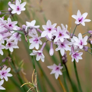 Tulbaghia violacea 'Purple Eye'