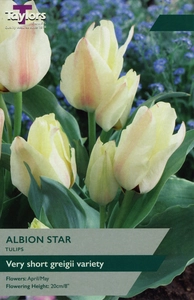 Tulip Albion Star