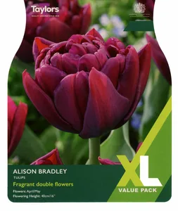 Tulip Alison Bradley