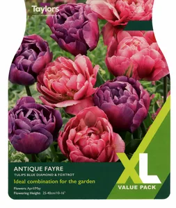 Tulip Antique Fayre
