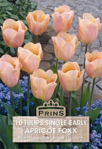 Tulip Apricot Foxx