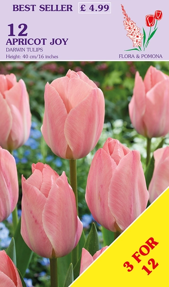 Tulip Apricot Joy