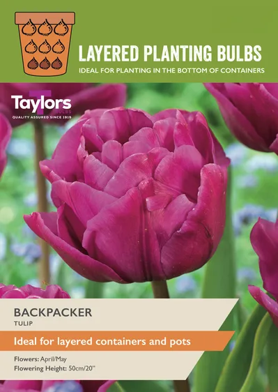 Tulip Backpacker