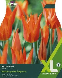 Tulip Ballerina