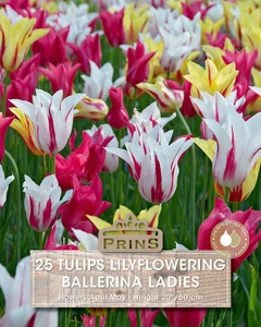 Tulip Ballerina Ladies
