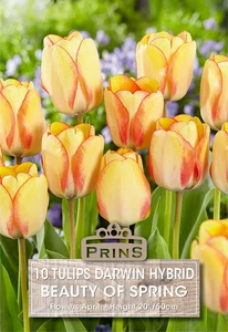 Tulip Beauty Of Spring