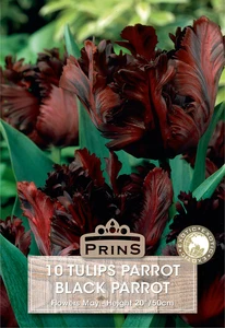 Tulip Black Parrot