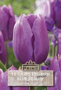 Tulip Blue Beauty