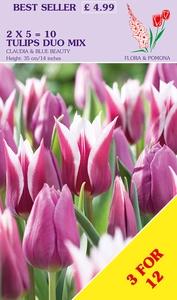 Tulip Blue Duo