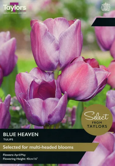 Tulip Blue Heaven