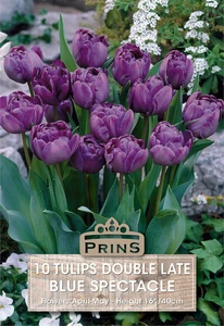 Tulip Blue Spectacle