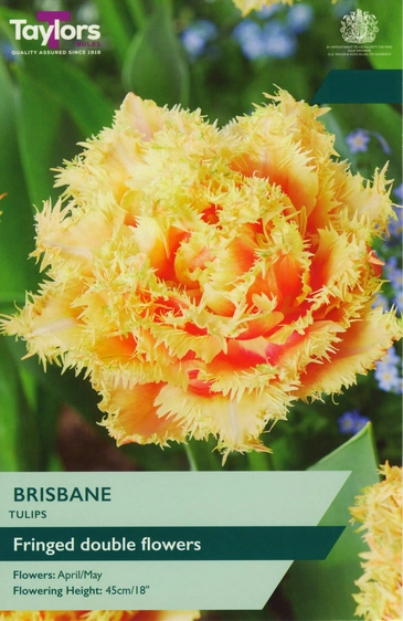 Tulip Brisbane