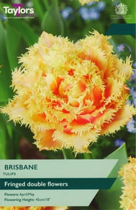 Tulip Brisbane