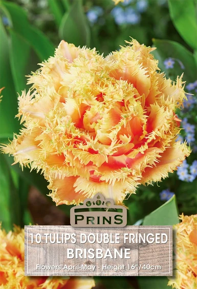 Tulip Brisbane