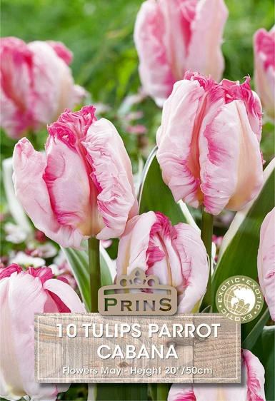 Tulip Cabana
