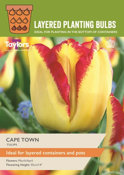 Tulip Cape Town