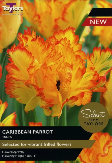 Tulip Caribbean Parrot