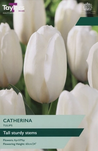 Tulip Catherina