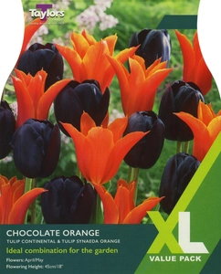 Tulip Chocolate Orange