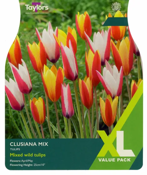 Tulip Clusiana Mix