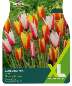 Tulip Clusiana Mix