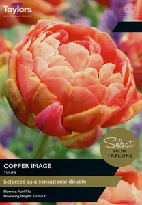 Tulip Copper Image