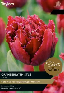 Tulip Cranberry Thistle