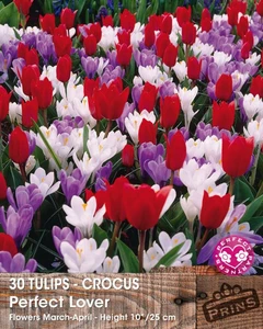 Tulip & Crocus Perfect Lover Mix