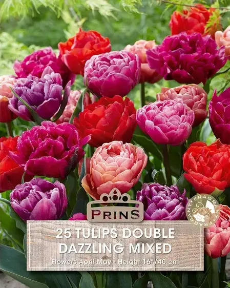 Tulip Dazzling Mix