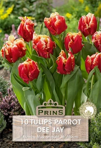 Tulip Dee Jay