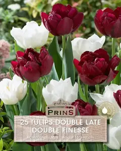 Tulip Double Finesse Mix