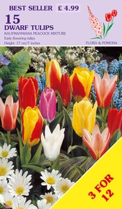 Tulip Dwarf Peacock Mix